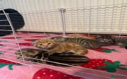 Mixed Breed cats for sale: 5 gorgeous mixed breed kittens for sale 🐈  - Image 2