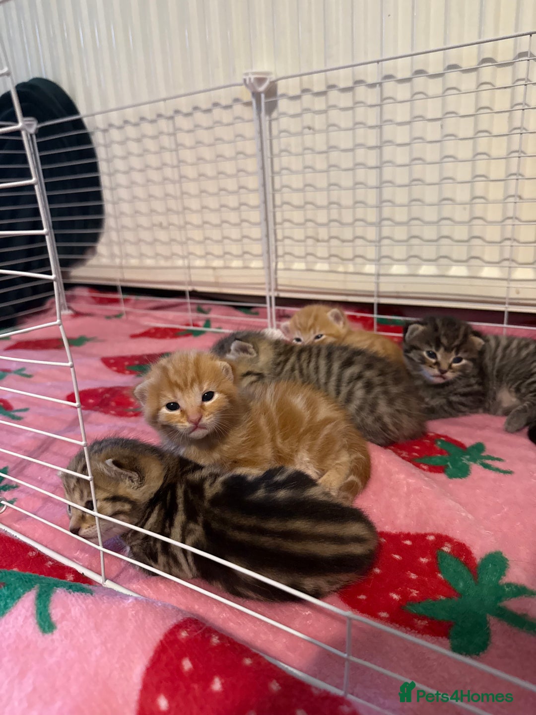 Mixed Breed cats for sale: 5 gorgeous mixed breed kittens for sale 🐈  - Image 2