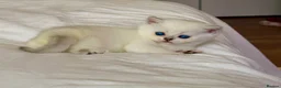 Scottish Fold cats for sale: Beautiful Scottish Fold Kittens Ready to leave  - Advert 10