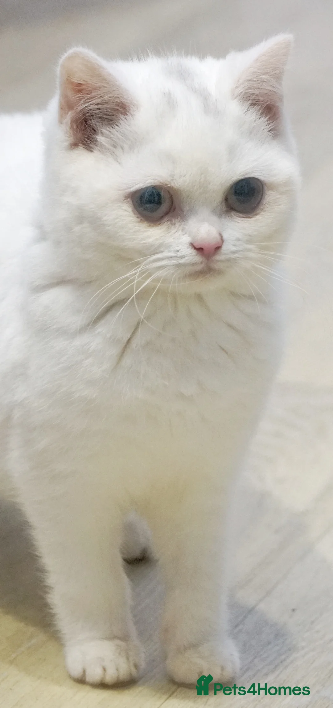 British Shorthair cats for sale: Reserved British Shorthair WHITE female kittens - Advert 1