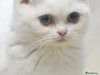 British Shorthair cats Pure British Shorthair WHITE female LIALIC kittens - Advert 7