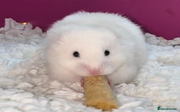 Hamster rodents for sale: Baby hamster - Image 10