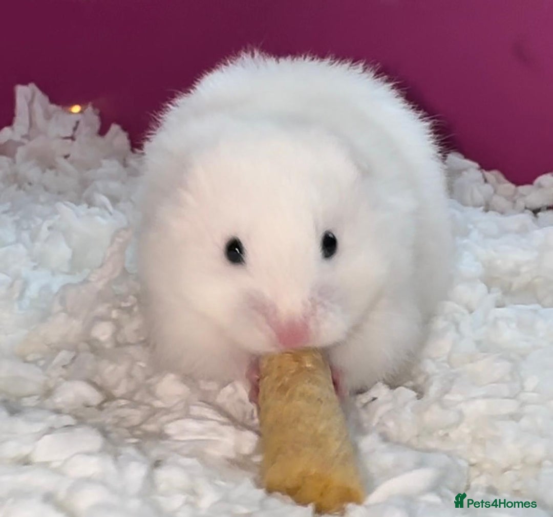 Hamster rodents for sale: Baby hamster - Image 10