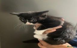 Domestic Shorthair cats for sale: Kittens For Sale! - Image 6