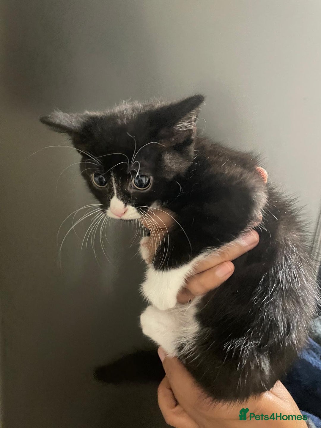 Domestic Shorthair cats for sale: Kittens For Sale! - Image 6