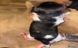 Jack Russell dogs for sale: Purê bred min ature Jack russell puppies - Image 10