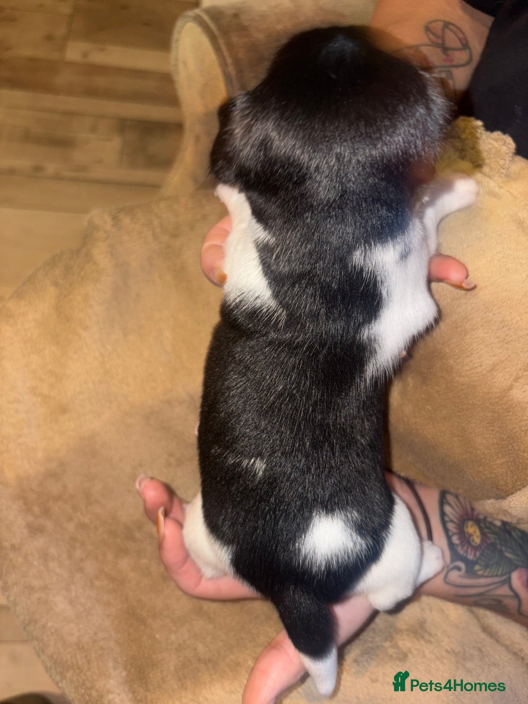 Jack Russell dogs for sale: Purê bred min ature Jack russell puppies - Image 10