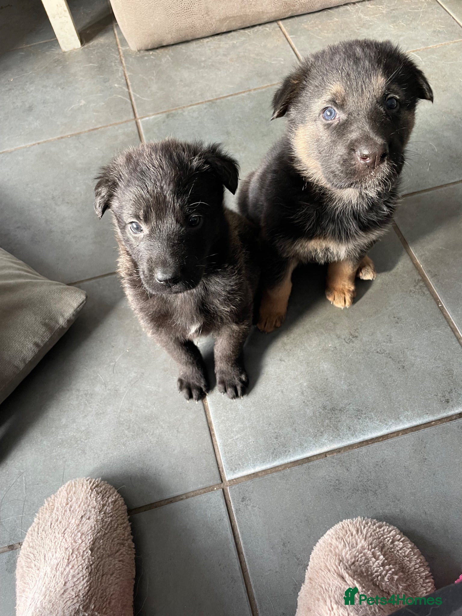 Mixed Breed dogs German shepherd x - Advert 1