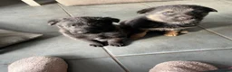 Mixed Breed dogs for sale: German shepherd x - Advert 1