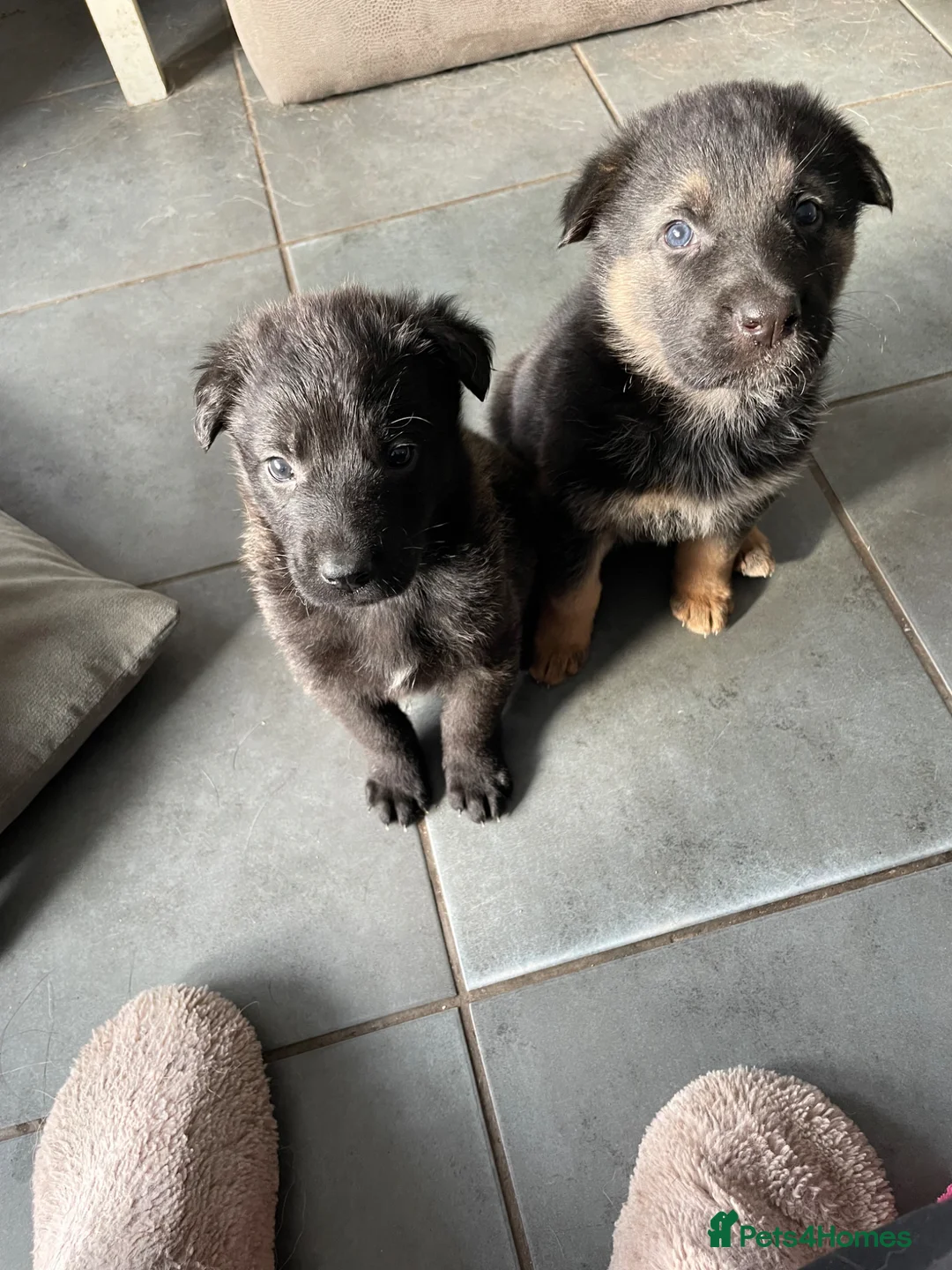 Mixed Breed dogs for sale: German shepherd x - Advert 1