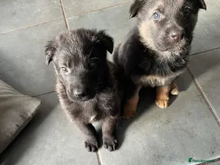 Mixed Breed dogs German shepherd x - Advert 1