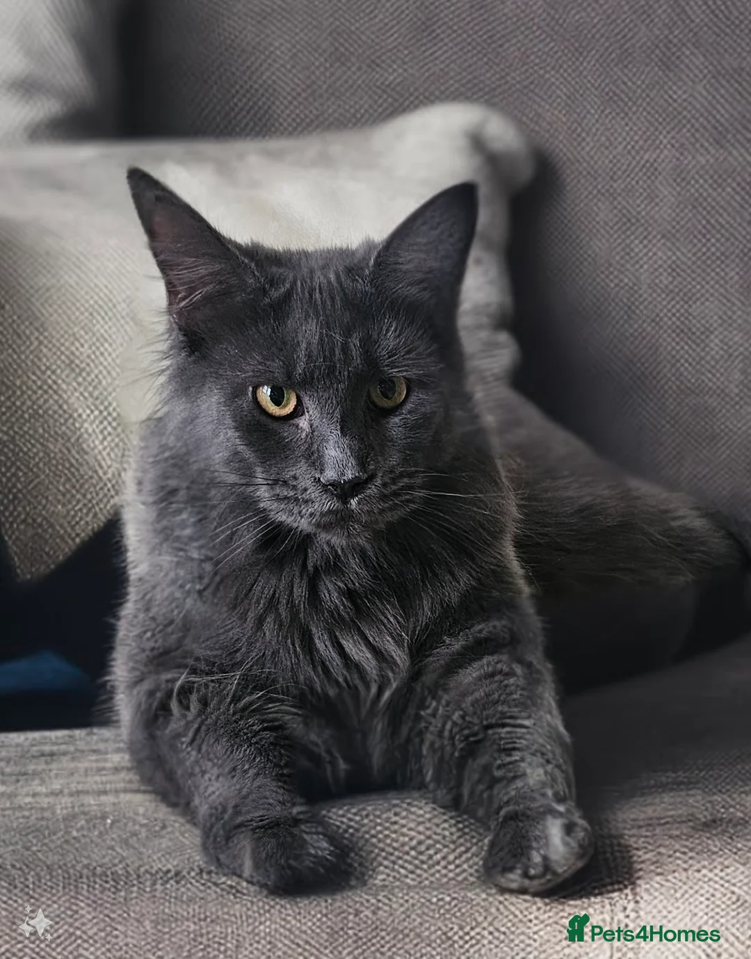 Maine Coon cats for sale: Blue Maine Coon Kittens in Dover - Advert 10