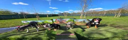 Bernese Mountain Dog dogs for sale: Bernese mountain dog (Bess). in Liverpool - Advert 5