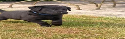 Labrador Retriever dogs for sale: Fantastic pedigree, two black boys available! in Alton - Advert 6
