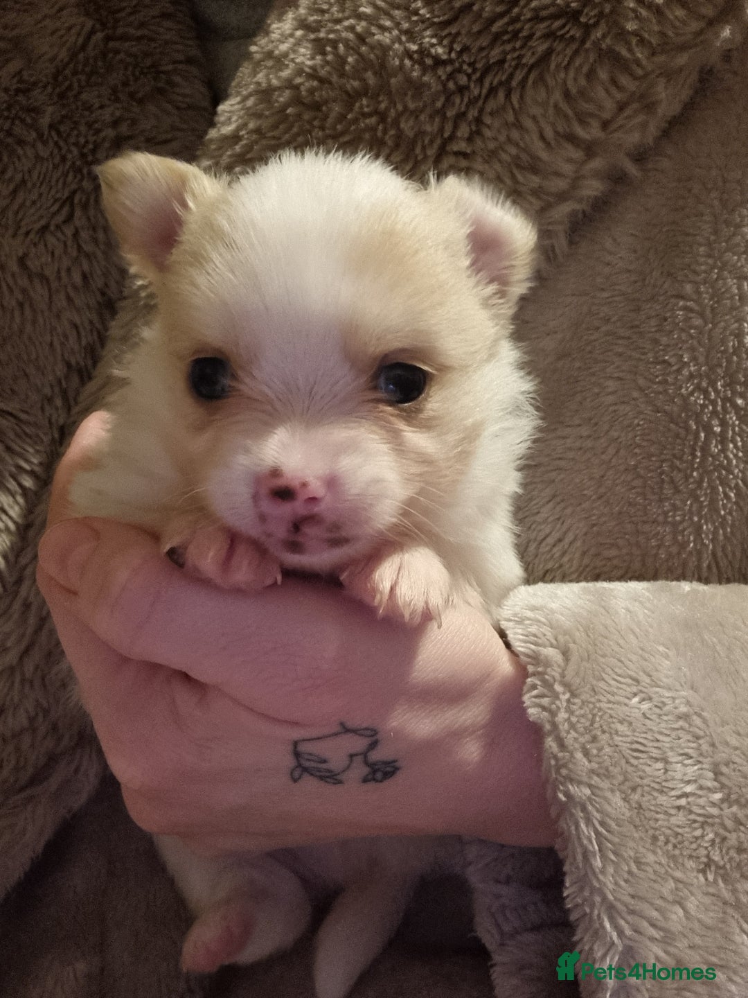 Pomchi dogs for sale: Adorable Pomchi Puppies - Viewings now welcome - Advert 11
