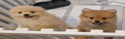 Pomeranian dogs for sale: 4 Purebred Pomeranian puppies - Advert 11