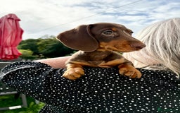 Miniature Dachshund dogs for sale: *READY NOW! 2 STUNNING KC REG MINI DACHSHUND BOYS* - Image 21
