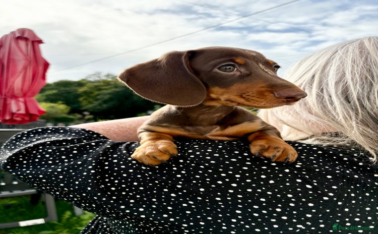 Miniature Dachshund dogs - Advert 14