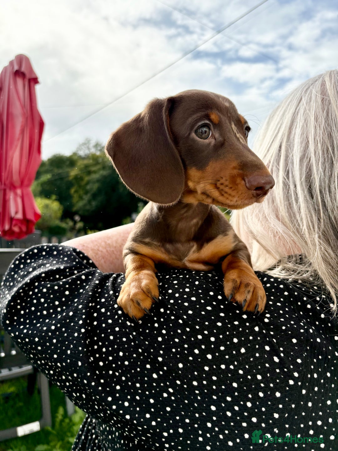 Miniature Dachshund dogs for sale: *READY NOW! 2 STUNNING KC REG MINI DACHSHUND BOYS* - Image 21