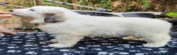 Pyrenean Mountain Dog dogs for sale: 3 bitches and 1 dog available, home reared litter in Weston-super-Mare - Advert 6