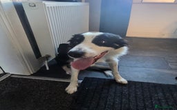 Border Collie dogs for sale: Border collie male tri colour  - Image 5