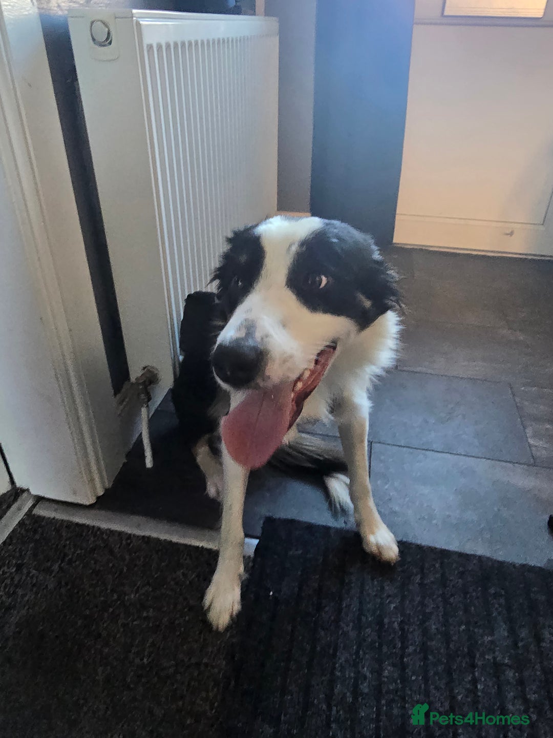 Border Collie dogs for sale: Border collie male tri colour  - Image 5