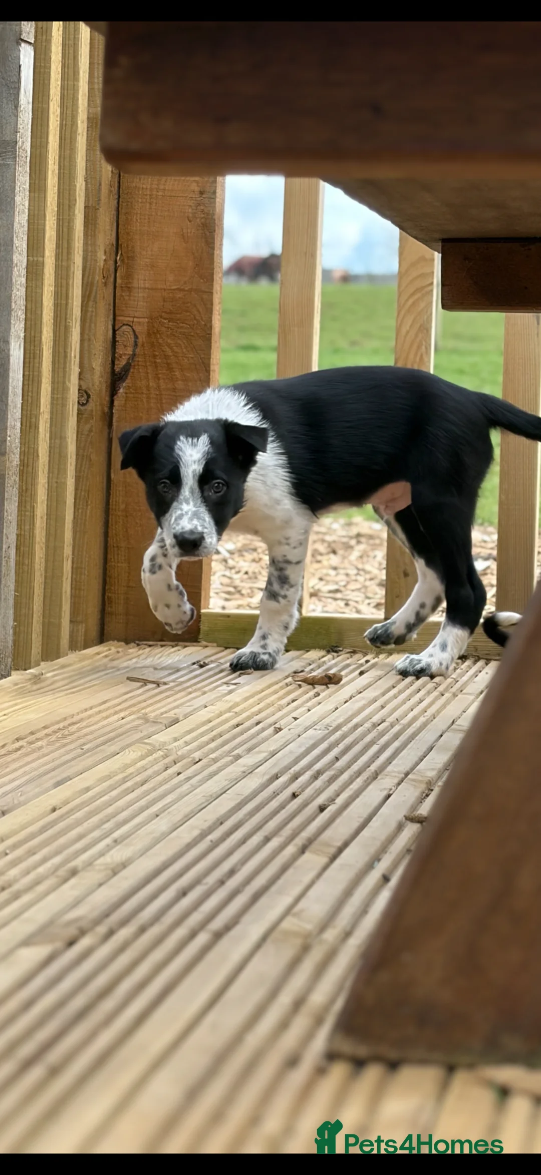 Border Collie dogs for sale: Border collies pups stop and have a look at these - Advert 1