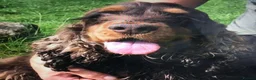 Cocker Spaniel dogs for sale: Stunning show cocker spaniel puppy’s  - Advert 6