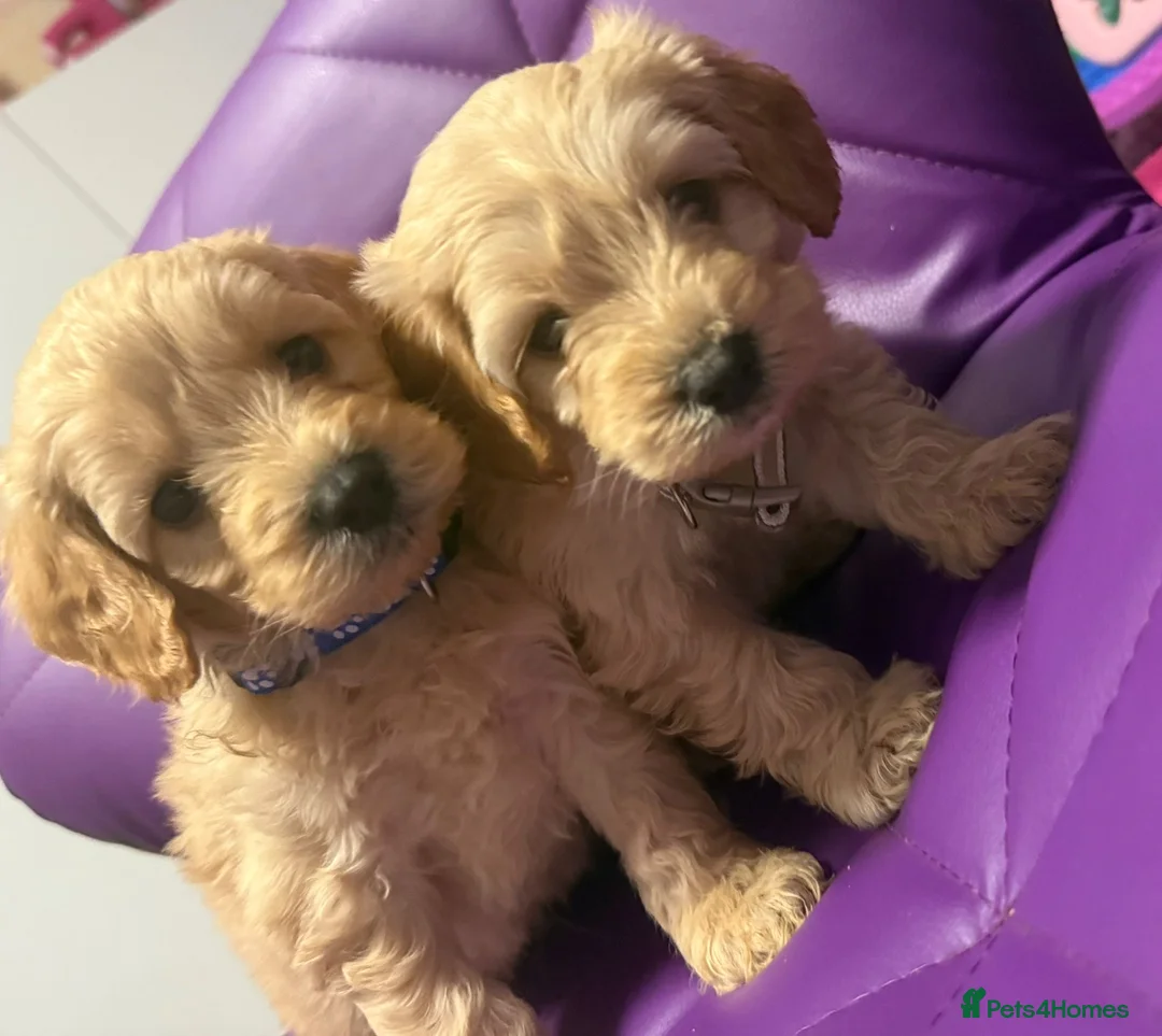 Cockapoo dogs for sale: Beautiful puppies  - Advert 6