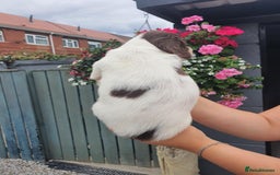 English Springer Spaniel dogs for sale: Springer spaniel  - Image 4