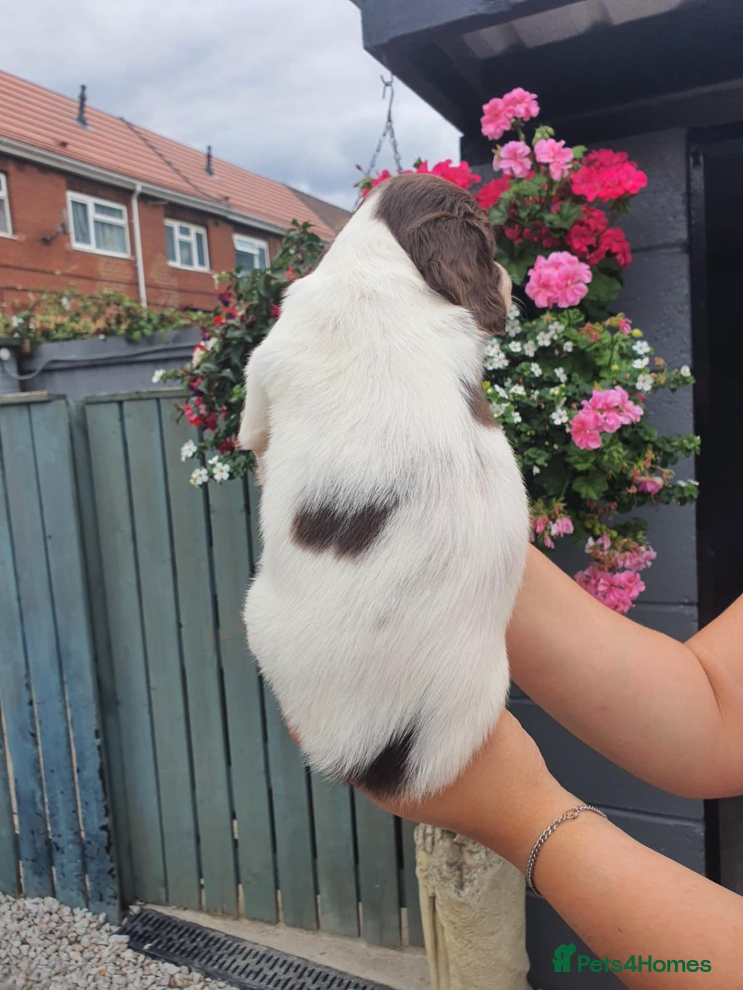 English Springer Spaniel dogs for sale: Springer spaniel  - Image 4