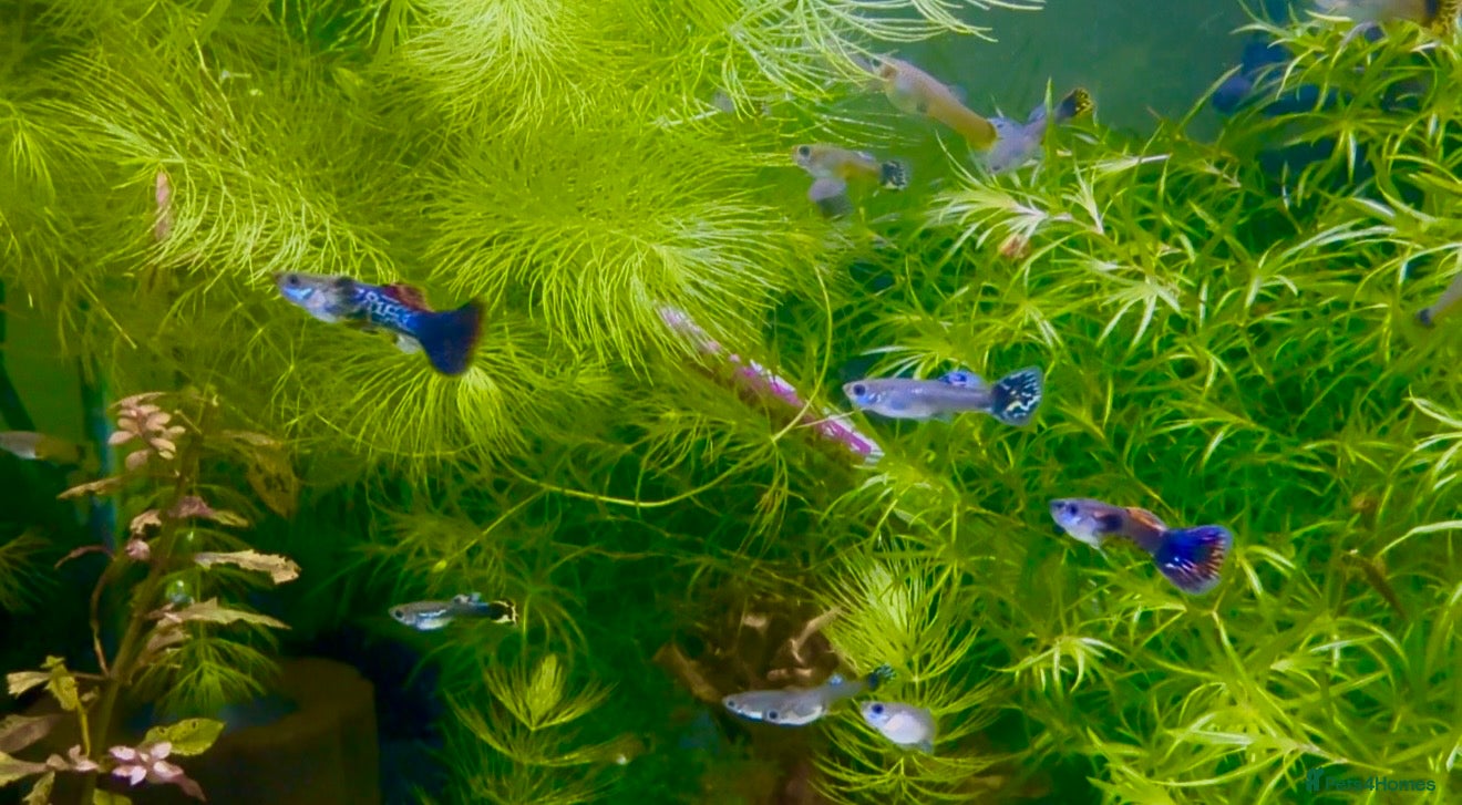 Live Bearers fish for sale: Guppy’s  - Advert 1