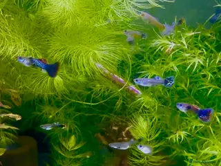 Live Bearers fish Guppy’s - Advert 9