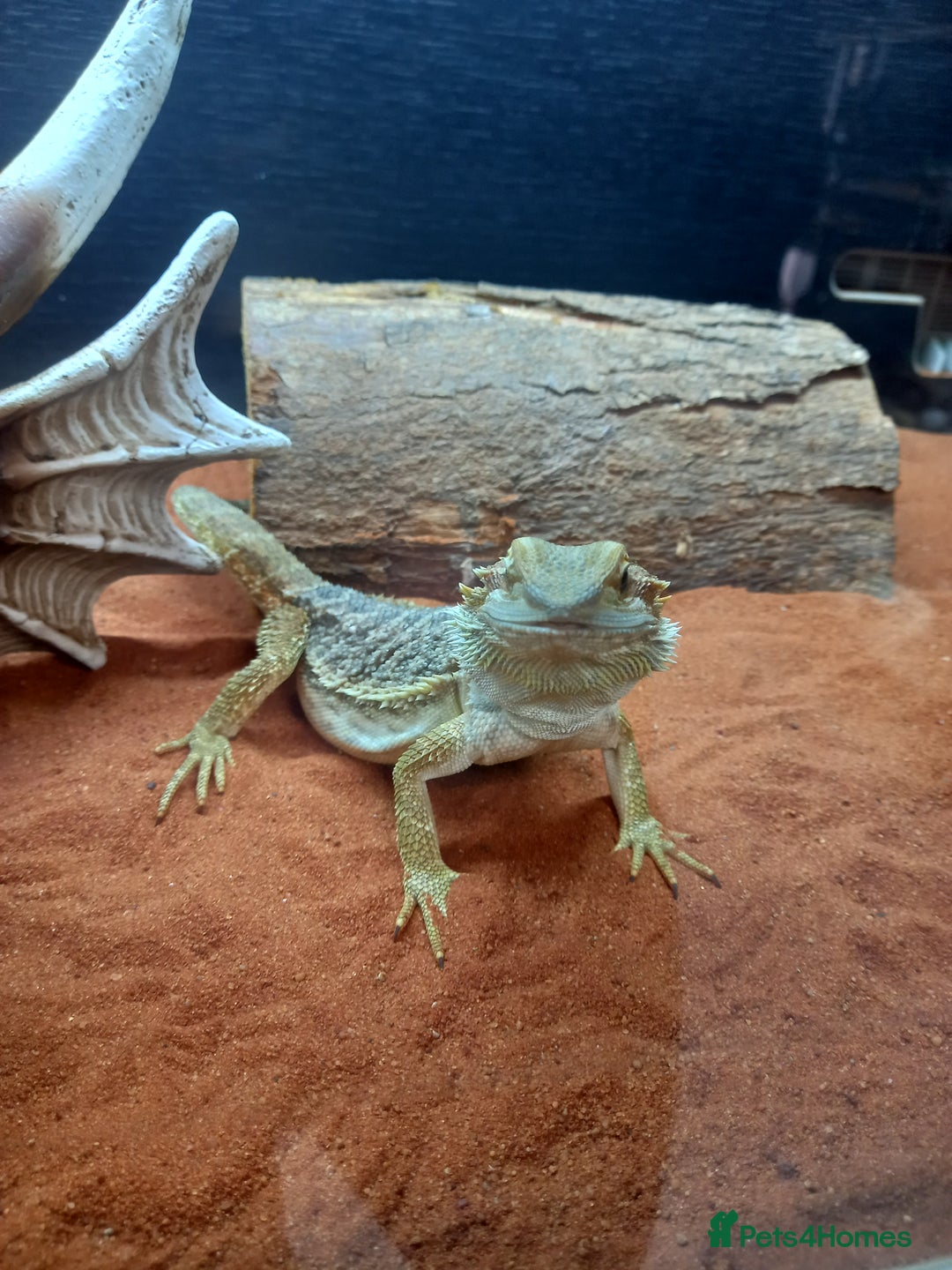 Bearded Dragon reptiles for sale: Baby bearded dragon  - Image 2