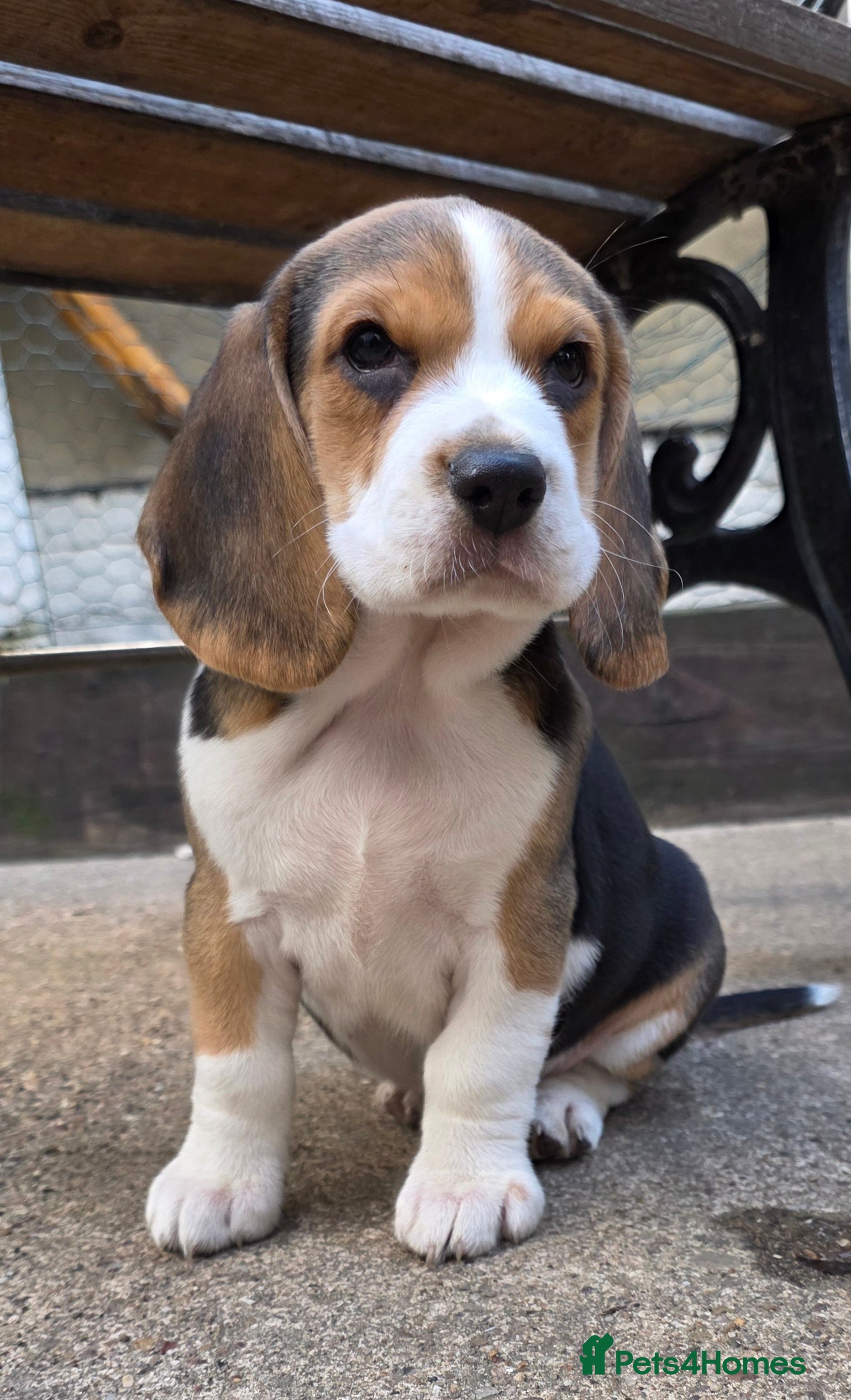 Beagle dogs Beagle puppies ready now!!🐶💕 - Advert 4