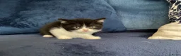 British Shorthair cats for sale: Beautiful British shorthair kittens - Advert 24