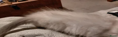 Ragdoll 1