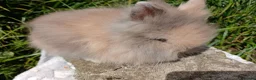 Lionhead rabbits for sale: Stunning DM Lionhead baby rabbits - Advert 4