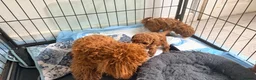 Toy Poodle dogs for sale: Asian Toy Poodle  - Advert 6