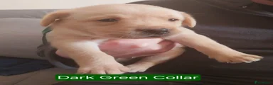 Labrador Retriever Puppy 3 - RESERVED 