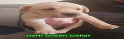 Labrador Retriever dogs for sale: 1 KC Registered Labrador left -READY TO LEAVE - Advert 11