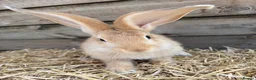 Continental Giant rabbits for sale: Continental giant babies available  - Advert 4