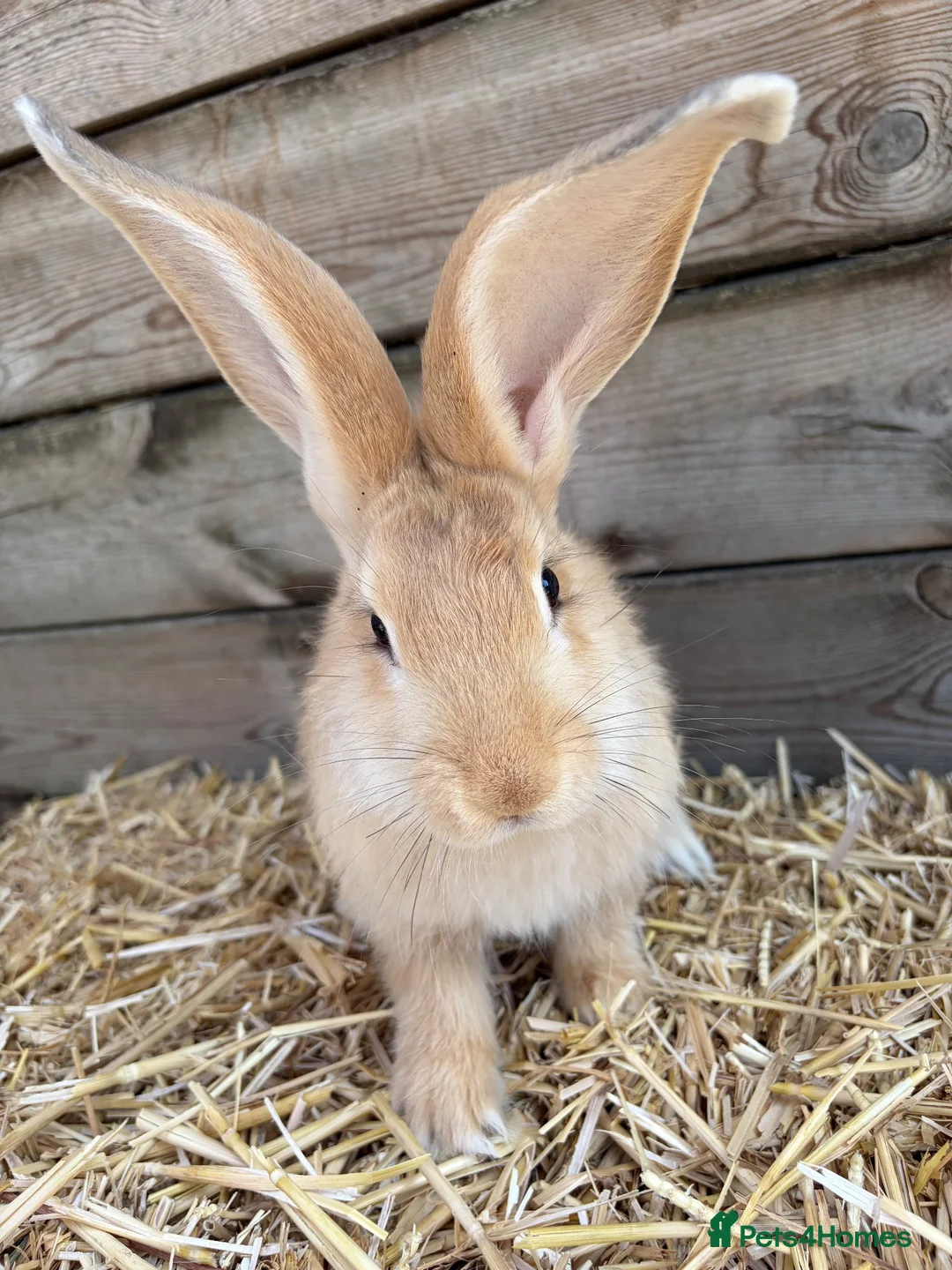 Continental Giant rabbits for sale: Continental giant babies available  - Advert 4