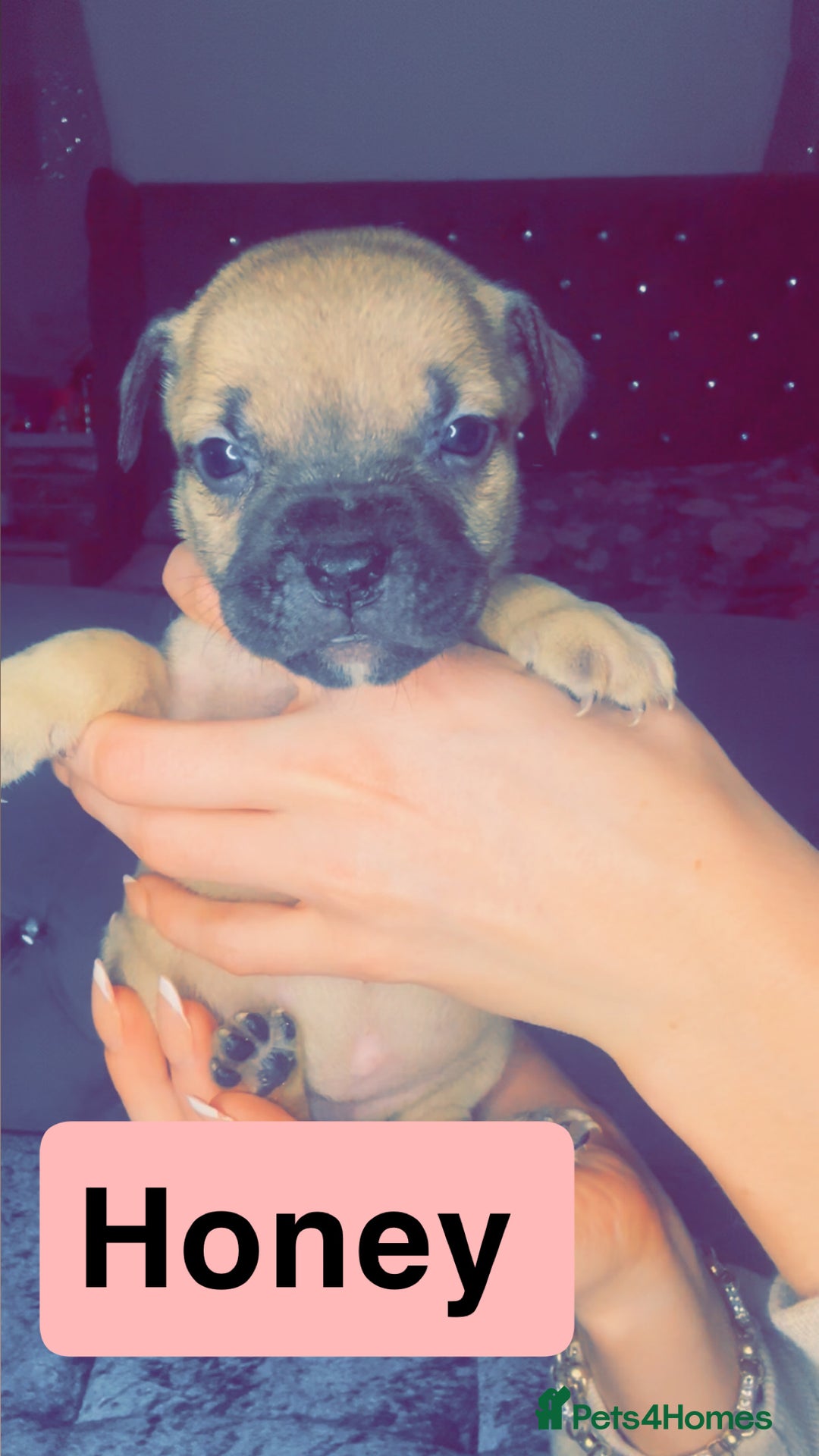Mixed Breed dogs for sale: Mastiff puppies - Advert 20