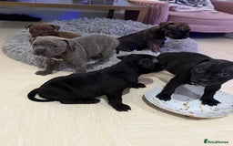 Staffordshire Bull Terrier dogs for sale: 🐾 Beautiful Staffordshire Puppies for Sale 🐾 - Image 1