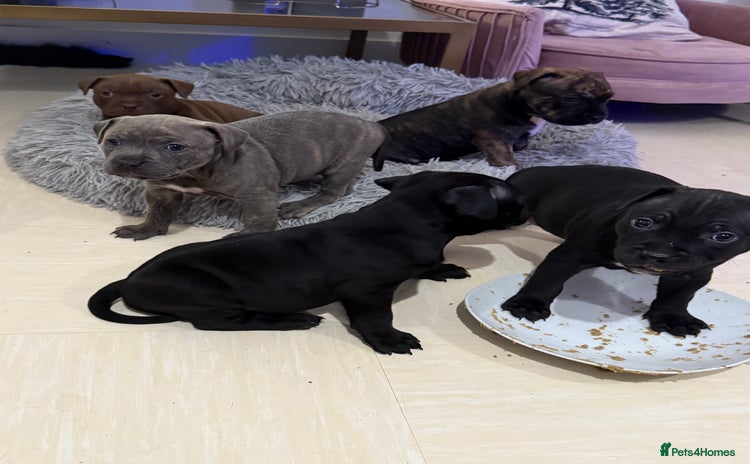 Staffordshire Bull Terrier dogs - Advert 4