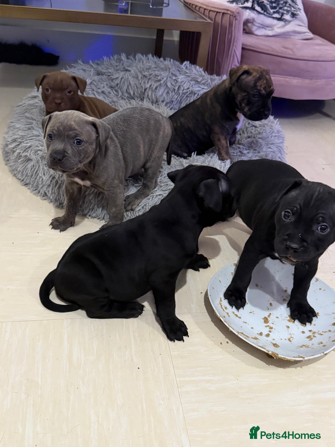 Staffordshire Bull Terrier dogs for sale: 🐾 Beautiful Staffordshire Puppies for Sale 🐾 - Image 1