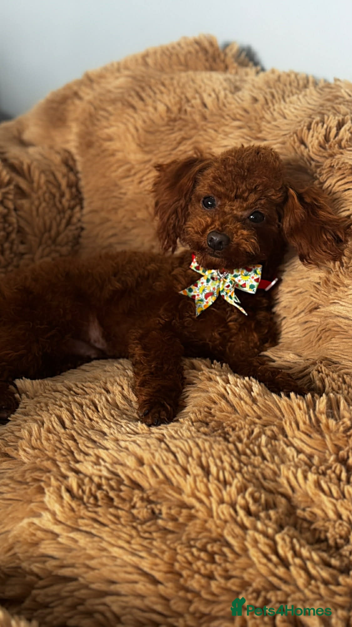 Toy Poodle dogs Beautiful Asian Toy Poodle - Advert 5