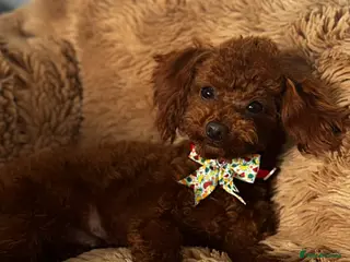 Toy Poodle dogs Beautiful Asian Toy Poodle - Advert 5