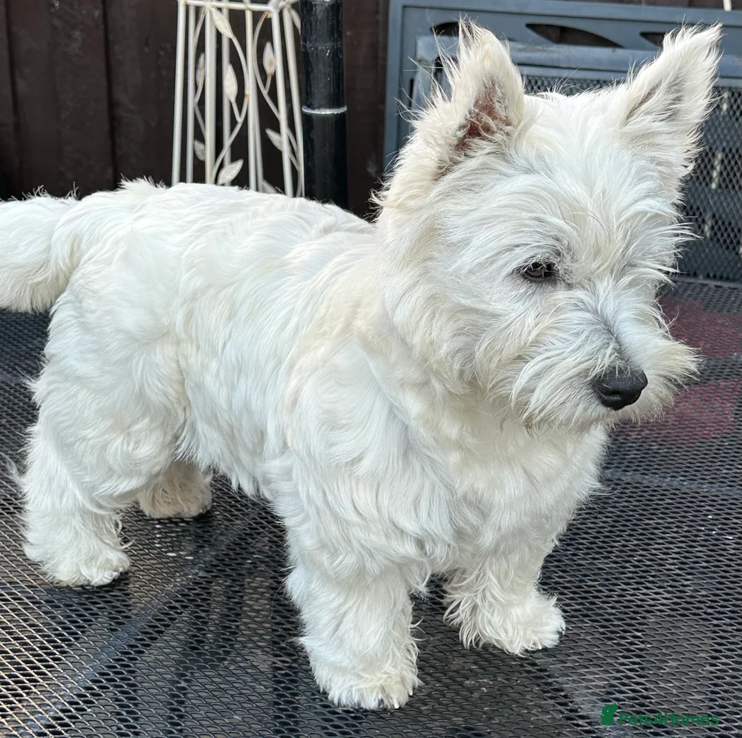 West Highland Terrier dogs for stud: West Highland Terrier in Lanark - Advert 4